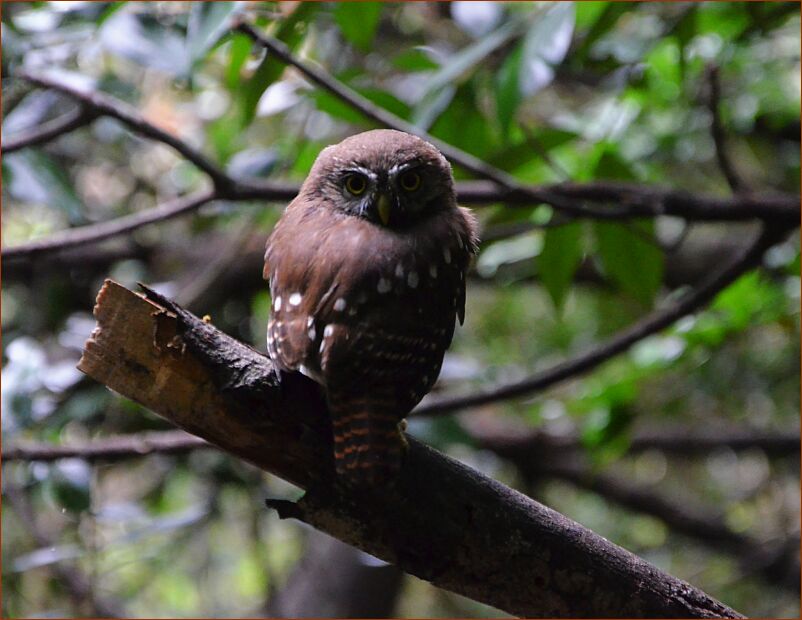 Chacabuco pygmy owl